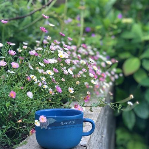 墨西哥飞蓬花苗 菊科多年生耐寒耐热宿根植物 匍匐垂吊型花卉盆栽