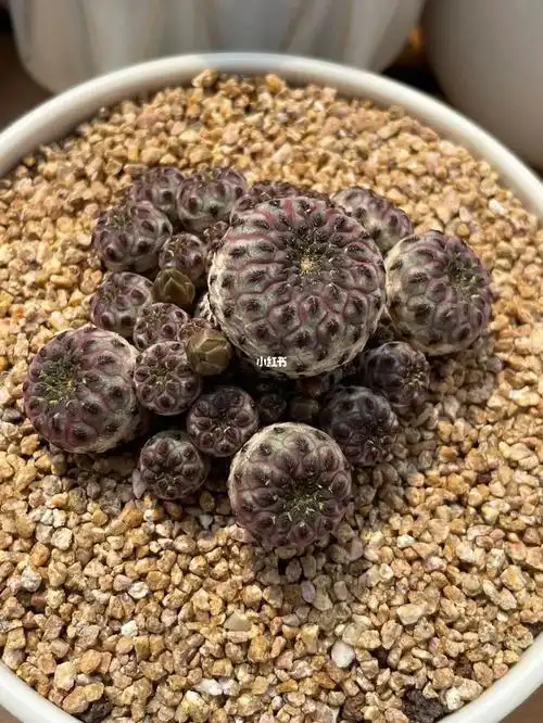 基地精控多年紫丽丸群生,手捧花型,58#多肉植物  #紫丽丸仙人球