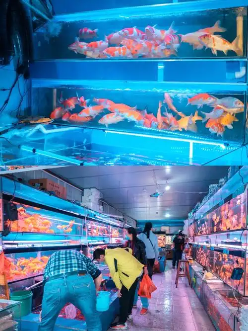 桂林市花鸟市场