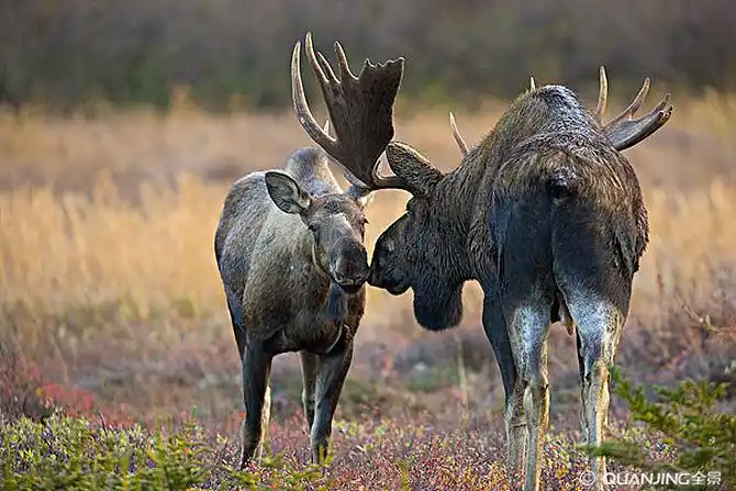 驼鹿图片_图片大全