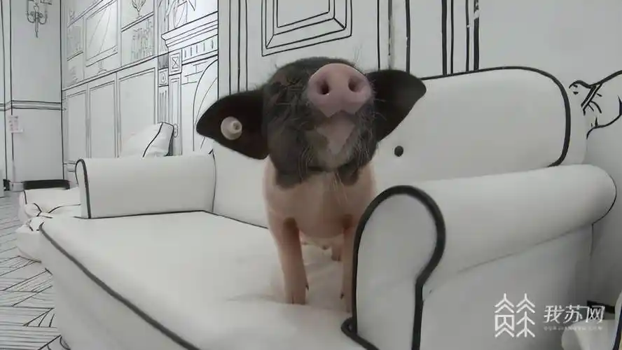 撸猪店火了rua二师兄要注意这些