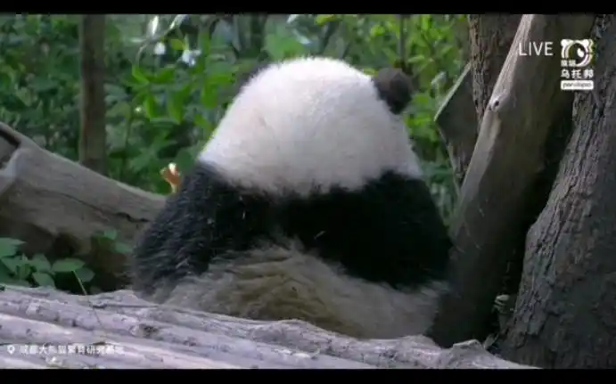 大熊猫和花润玥艾玖花花超可爱小背影