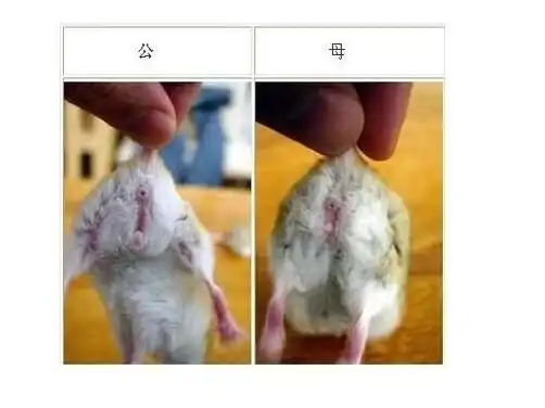 仓鼠还是熊类仓鼠,5-17天左右,可以用是否能看见乳头来分辨仓鼠性别