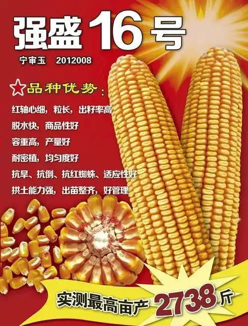 哪种玉米种子高产?对此你有什么好的建议?