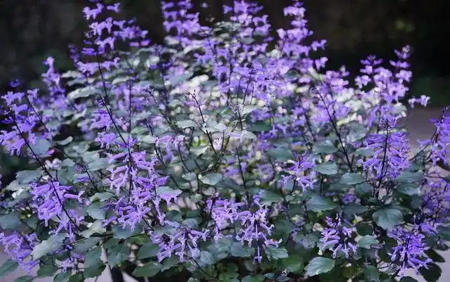 阳台盆栽新宠—艾氏香茶菜,花朵又美又香,能开一整年,还很好养