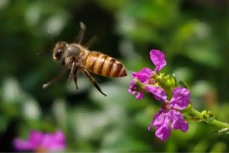秋日蜜蜂采蜜忙.