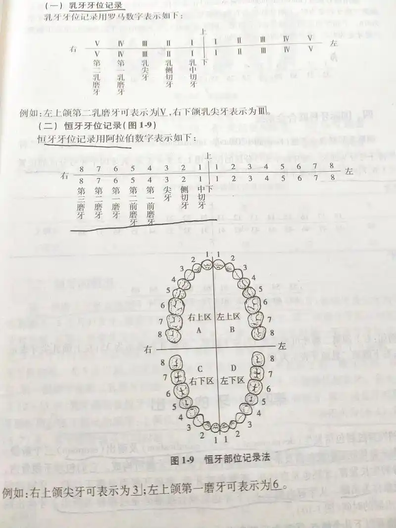 恒压:是继乳牙脱落后的第二副牙齿,6岁左右开始萌出和替换恒牙数在28