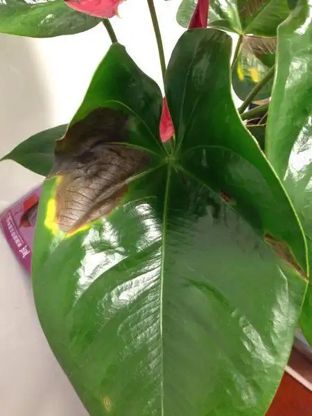 红掌叶子各种斑图 红掌花的叶子上有了黑斑是缺什么肥料呀?