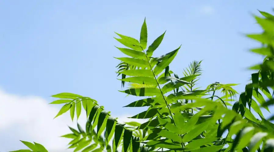 夏天唯美树叶清新绿叶蓝天白云空镜视频素材,延时摄影视频素材下载