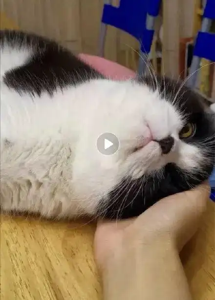 说真的我不理解女生为什么会喜欢猫