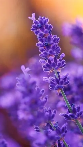 紫色的花朵,薰衣草,植物