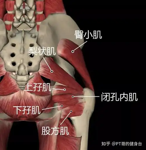 说肌肉男人的翘臀真能迷倒女生吗好看又好用的臀部要这样练