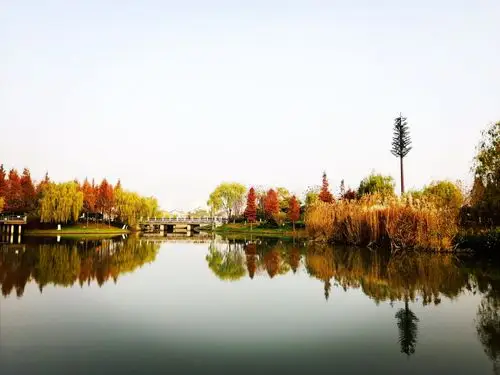 水景天堂——贡湖湿地的水杉 - 美篇