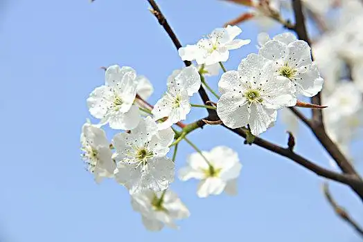 美丽的梨花图片_美丽的梨花图片大全_美丽的梨花图片素材