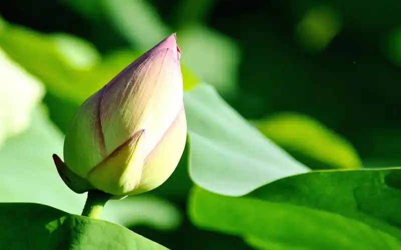 荷花唯美摄影高清电脑桌面壁纸图片