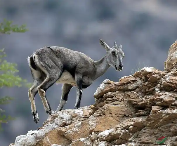 走进宁夏贺兰山探寻岩羊