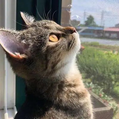 甜酷有个性萌宠小猫头像合集 超级萌超级可爱卡哇伊的小猫头像_动物头