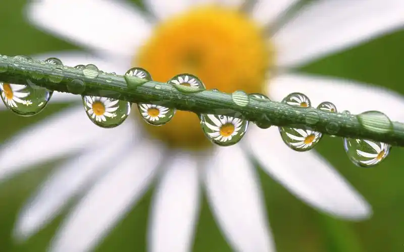 小清新唯美甘菊,高清壁纸图片,鲜花背景-回车桌面