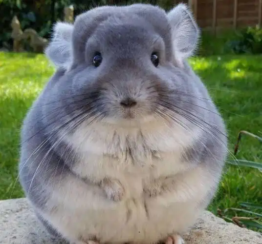 最萌宠物十大排名 安哥拉兔上榜_动物之最_第一排行榜