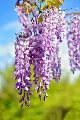 青紫色蝶形花冠——紫藤花 - 美篇