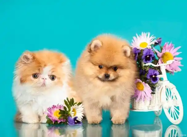 可爱小天使!遇见最萌宠物,让你心跳加速