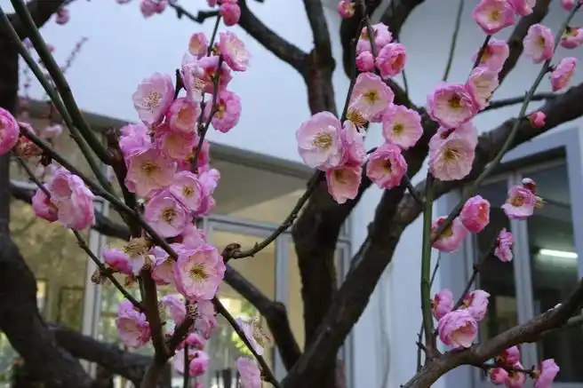 梅花佳品银红台阁