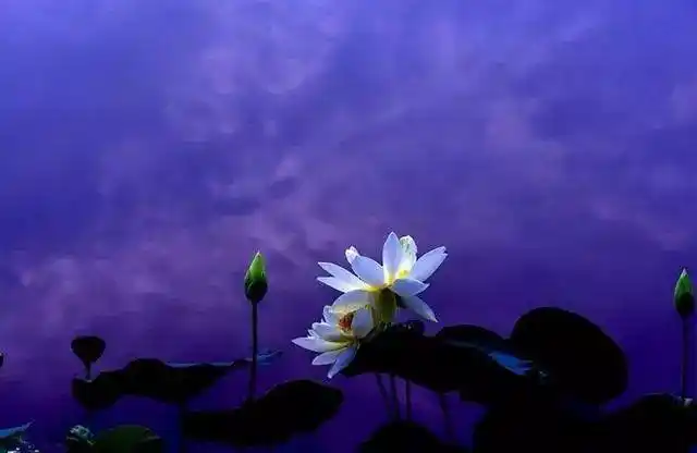 花卉摄影:一池清莲一莲心,佛心莲心心心真_莲花