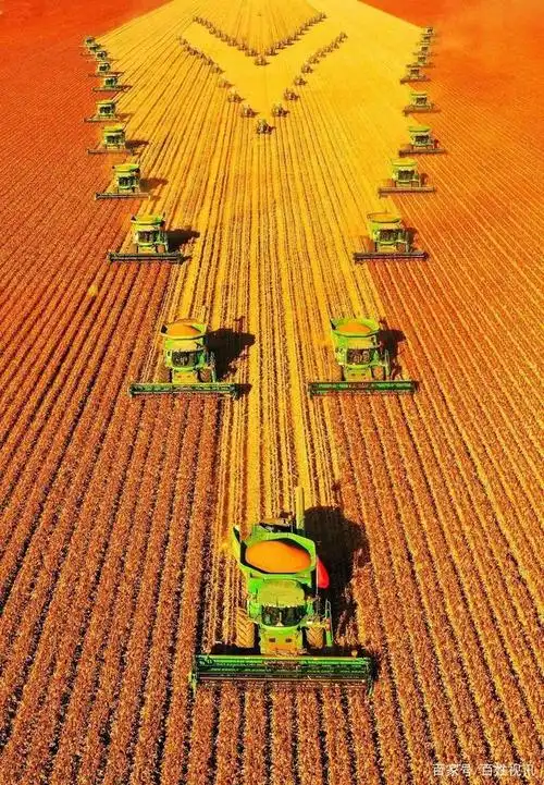 北大荒的高粱丰收场景