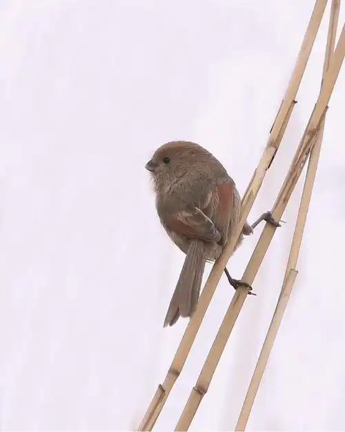摄影 鸟之精灵(雀儿篇)——常老师 写美篇 喜欢雀