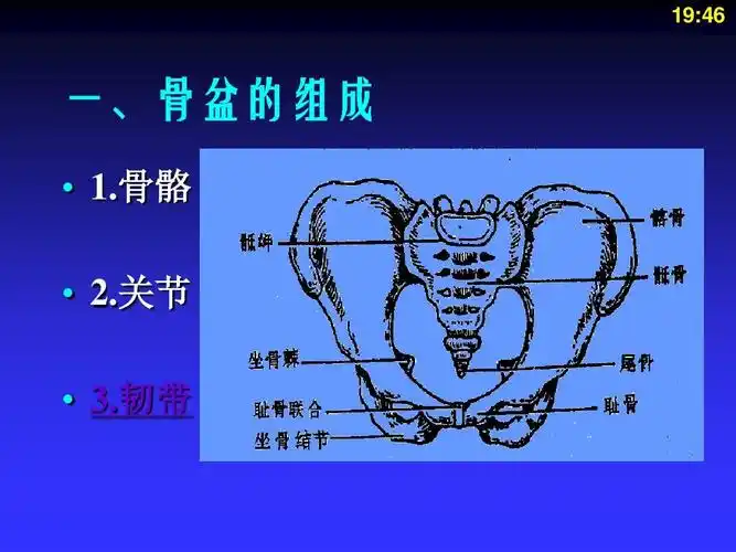 一,骨盆的组成   1.骨骼   2.关节   3.韧带