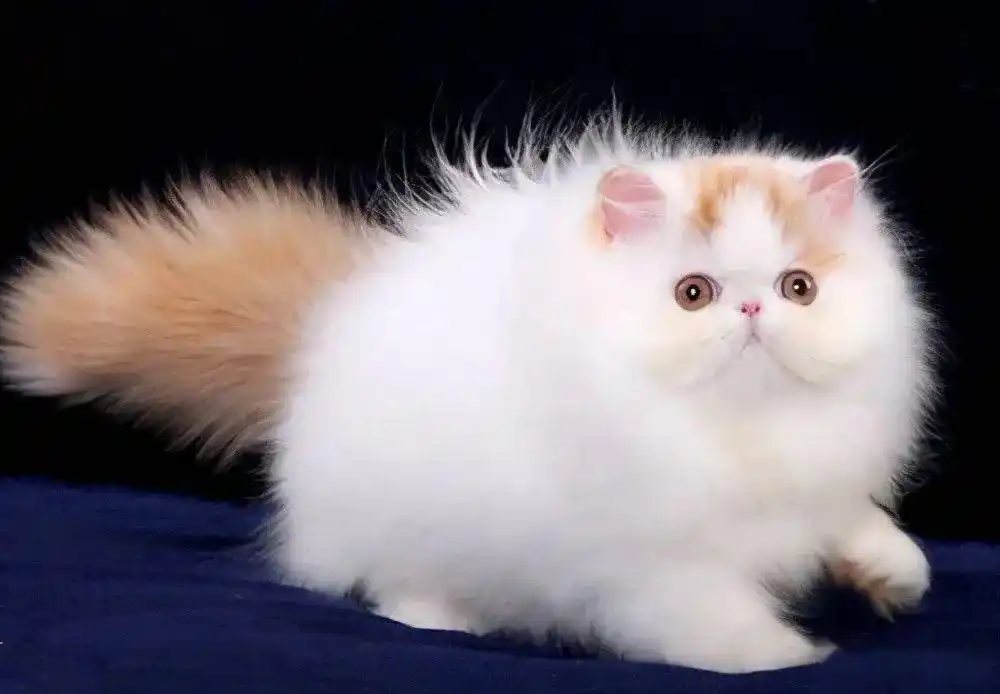 波斯猫是以阿富汗的土种长毛猫和土耳其的安哥拉长毛猫为基础,在英国