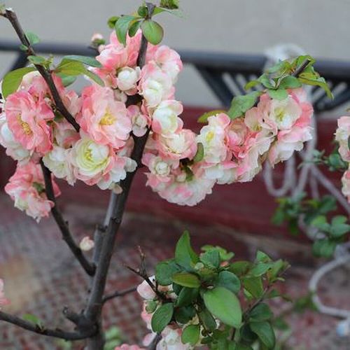 新品种初心牡丹海棠 长寿冠海棠 绿海棠