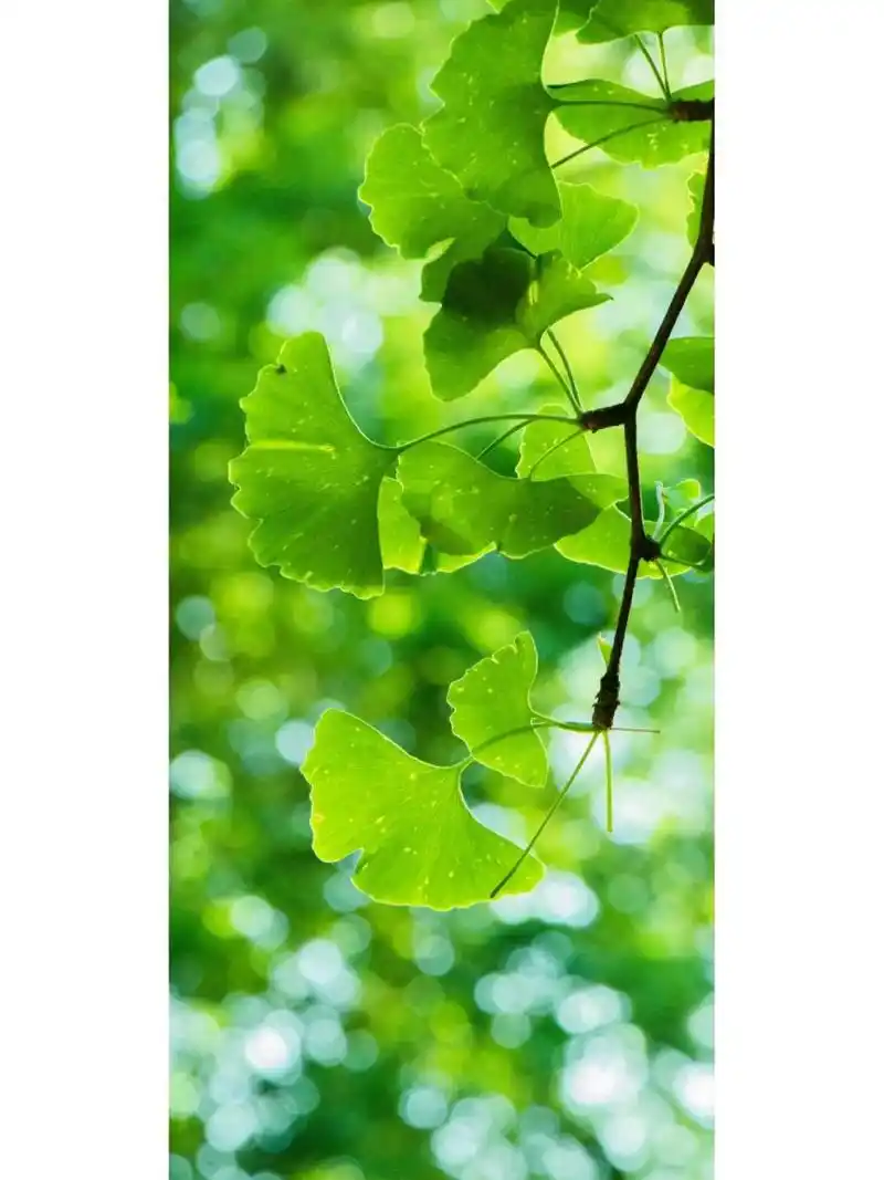 绿色护眼壁纸高清手机壁纸锁屏背景图