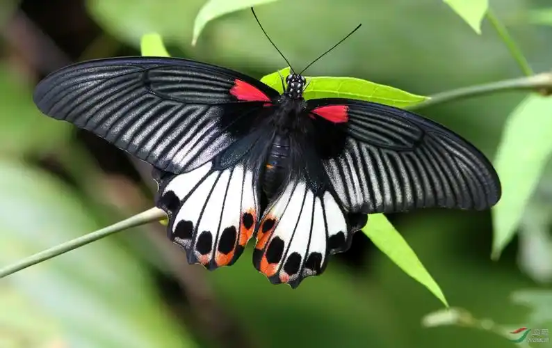 美凤蝶无尾型雌蝶