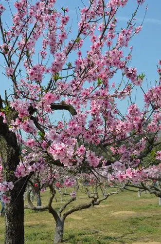 十里春风十里桃花
