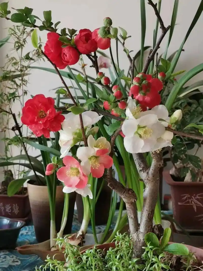 东洋锦海棠  东洋锦海棠