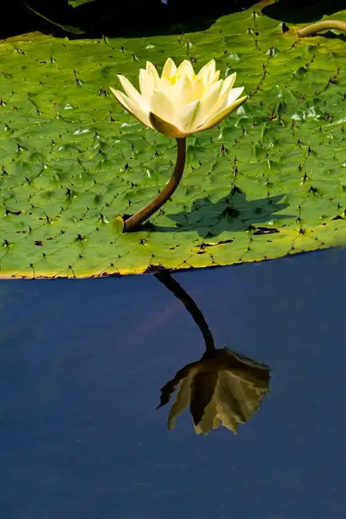 2020年秋季水上公园荷塘美景