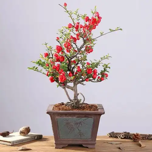 日本海棠花盆栽室内原生重瓣长寿冠海棠盆景老桩一物一拍四季开花
