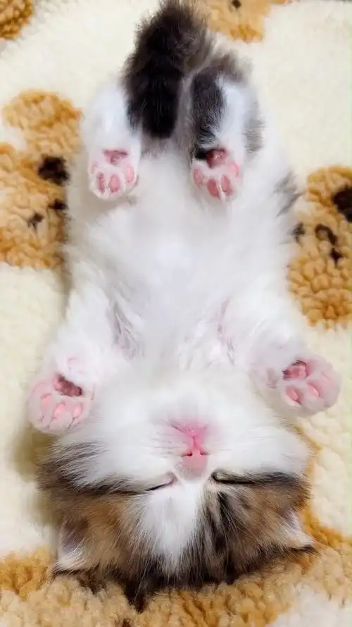 小奶猫软萌软萌的也太可爱了吧