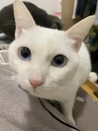 是所有的白猫鼻子都很大吗