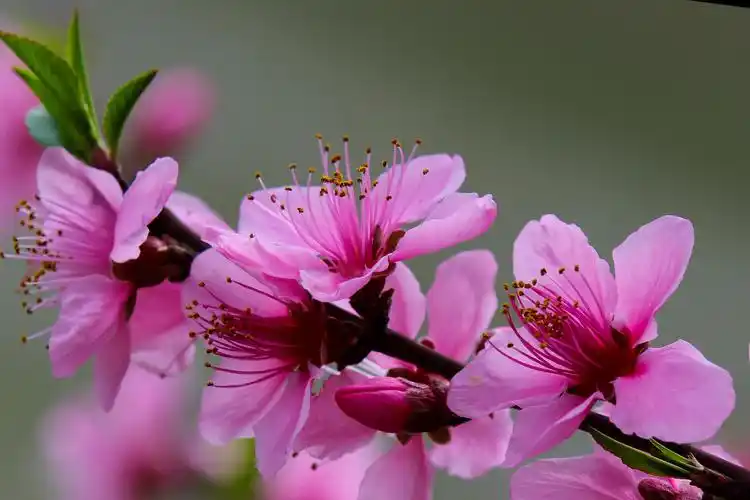 粉红色桃花图片果树花卉鲜花花朵桃花