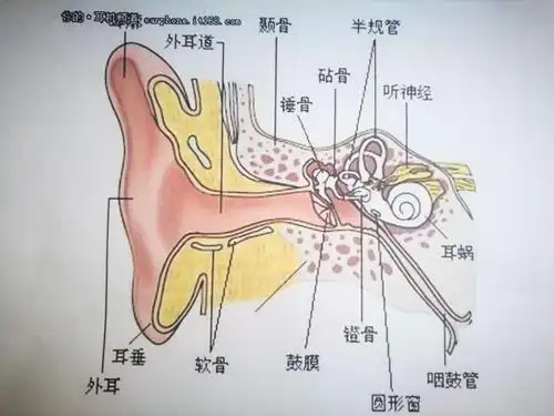 爱护耳朵,健康成长