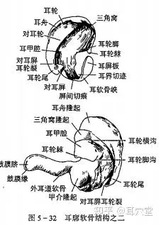 耳廓软骨(图5-32)(cartilage of auricle)为一形状不规则的单块弹性