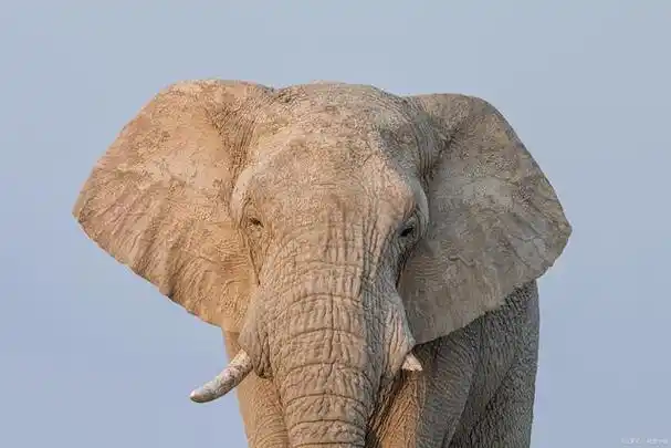 大象的左耳朵像扇子 那右耳朵像什么呢