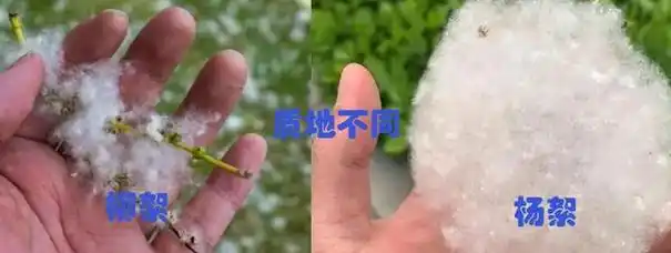 杨絮和柳絮的区别