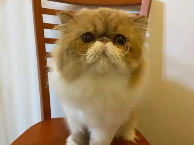 加菲猫舍  #加菲  #波斯猫  #异国长毛猫  #加菲猫异国长毛猫  #橘