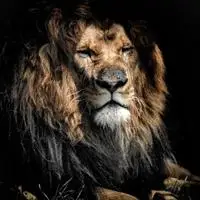 霸气雄狮头像史上最霸气的凶猛的狮子图片头像