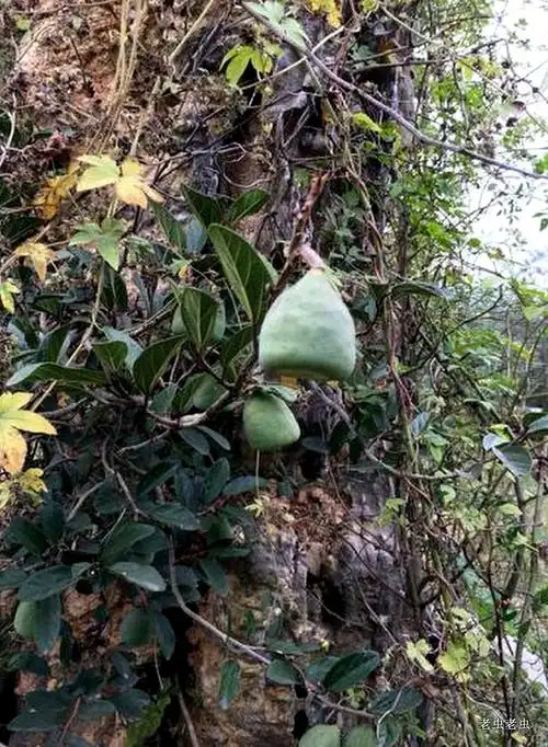 寒冬里的温暖——霹雳果 - 虫庄庄主的日志 - 网易博客