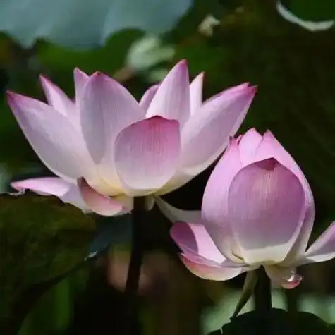 微信莲花头像大全 微信头像图片大全 -【爱个性】