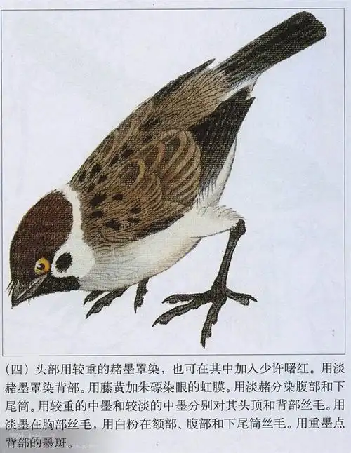 步骤三:步骤二:郑隽延老师教画工笔麻雀步骤一麻雀的头部和翅拐处偏赭